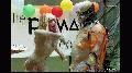 preview pic ewam.vidown.com