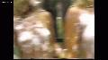preview pic ewam.vidown.com
